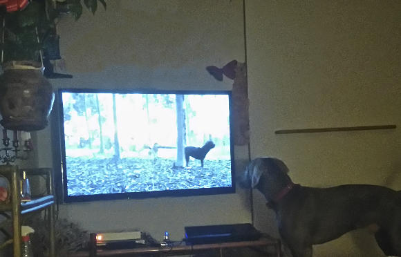 Experience pour un jeune chien