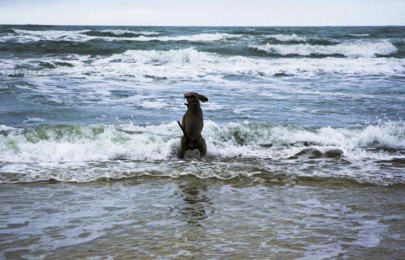 Braque de Weimar à la mer