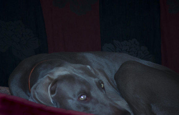 Chien Braque de Weimar la nuit