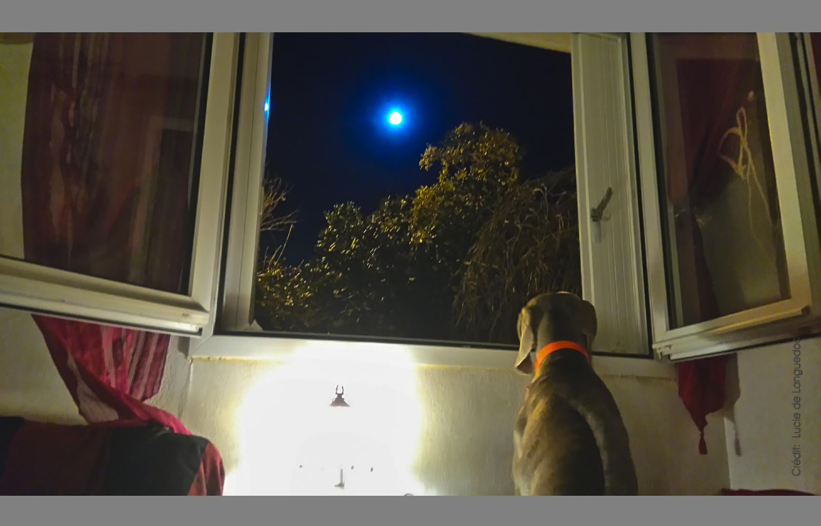 Weimarener love the moon