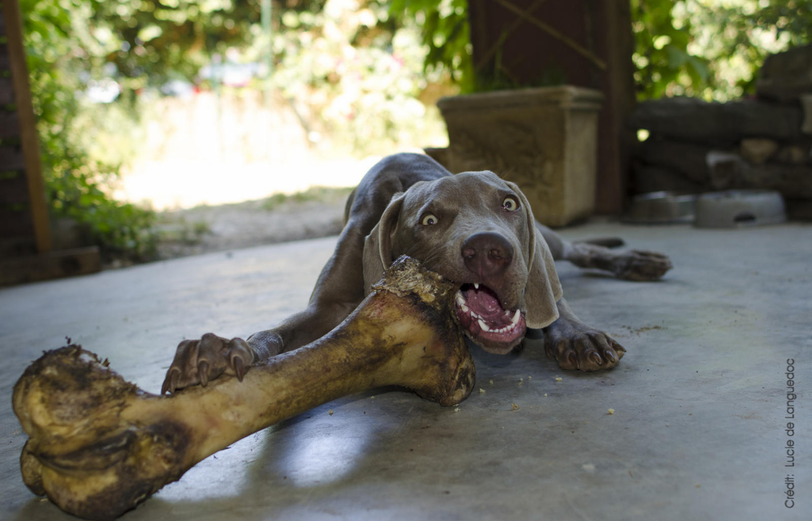 Best dog food for a Weimaraner